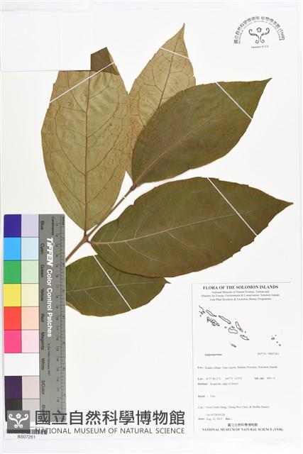 Accession Number:BS07261 Collection Image