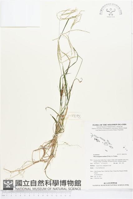 竹葉茅藏品圖，第1張