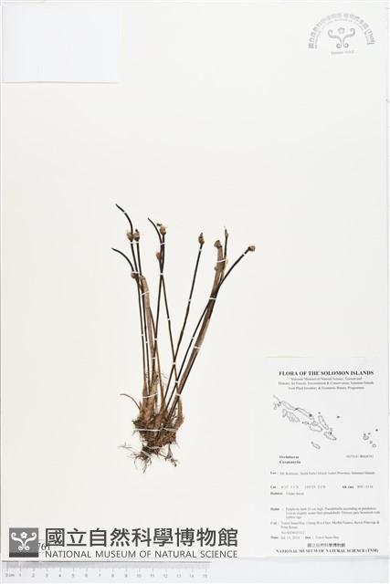 登錄號:BS04761藏品圖，第1張