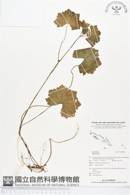 登錄號:BS02561藏品圖，第1張