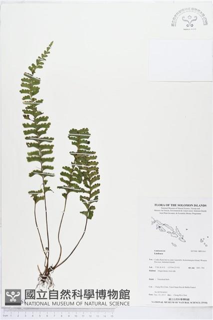 Accession Number:BP01561 Collection Image