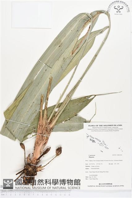 登錄號:BS01561藏品圖，第1張