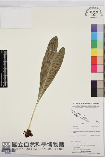 登錄號:BP03561藏品圖，第1張