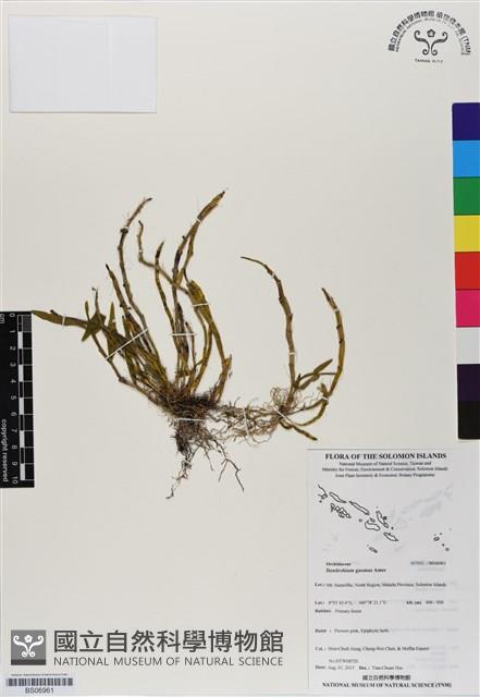 登錄號:BS06961藏品圖，第1張