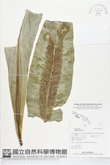 臺灣山蘇花藏品圖，第1張