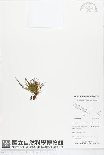 登錄號:BP01961藏品圖，第1張