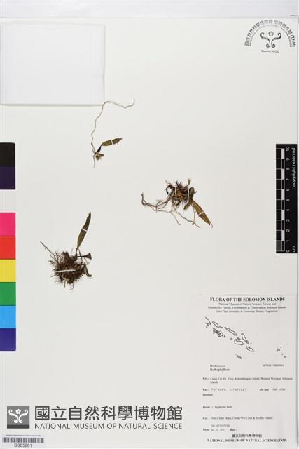 登錄號:BS05961藏品圖，第1張