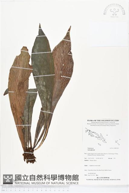 登錄號:BP02361藏品圖，第1張