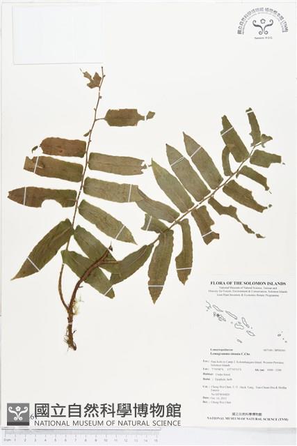 登錄號:BP00361藏品圖，第1張