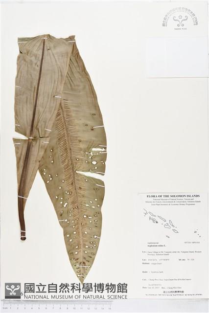 臺灣山蘇花藏品圖，第1張