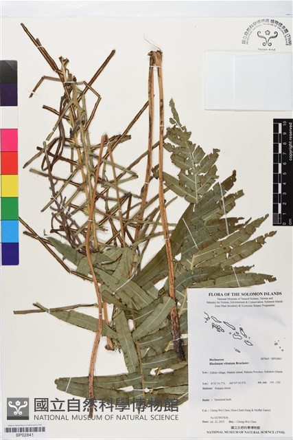 登錄號:BP02841藏品圖，第1張