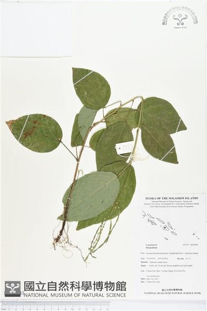 登錄號:BS02841藏品圖，第1張