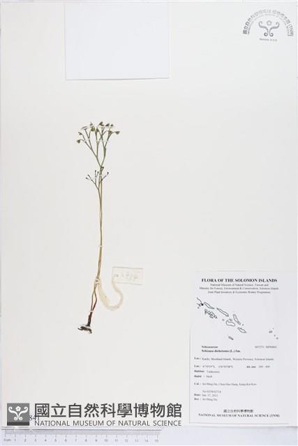 分枝莎草蕨藏品圖，第1張