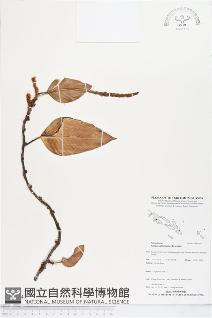 登錄號:BP01841藏品圖，第1張