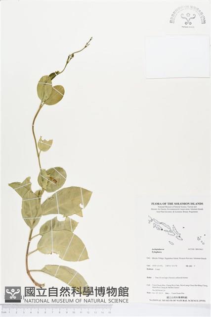 登錄號:BS03841藏品圖，第1張