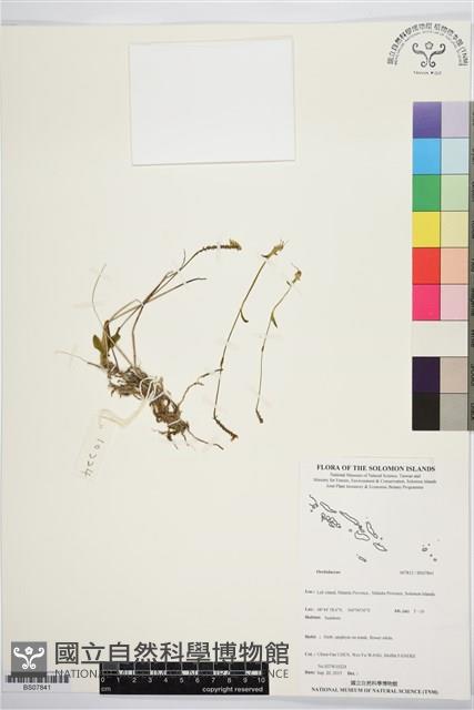 登錄號:BS07841藏品圖，第1張