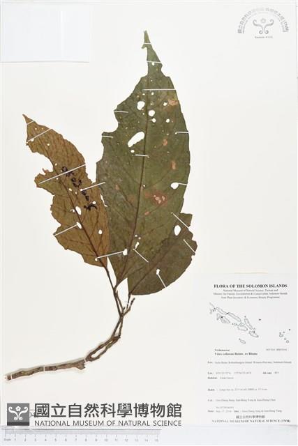 登錄號:BS05041藏品圖，第1張