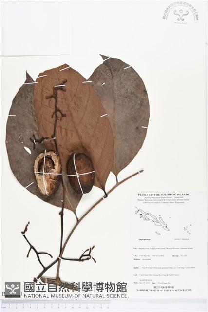 登錄號:BS04041藏品圖，第1張