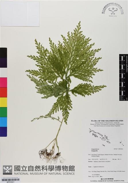 登錄號:BP03041藏品圖，第1張