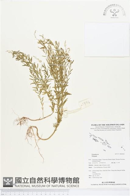 圓錐花遠志藏品圖，第1張