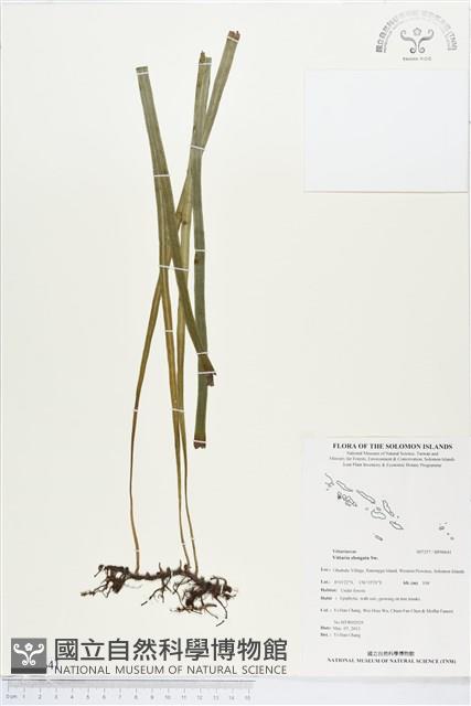 唇邊書帶蕨藏品圖，第1張