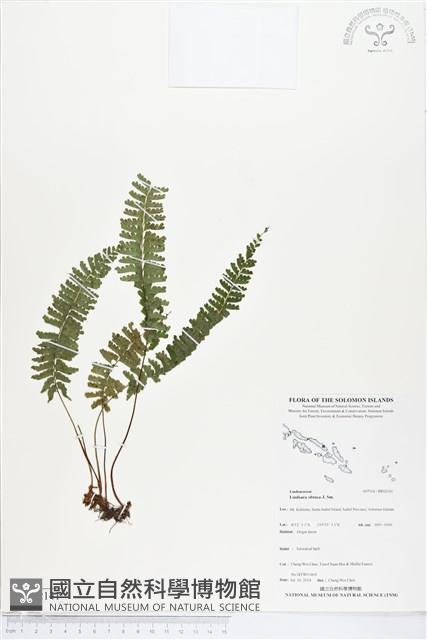 鈍齒鱗始蕨藏品圖，第1張