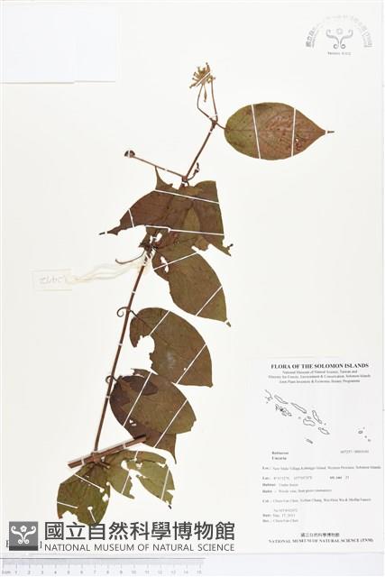 登錄號:BS03141藏品圖，第1張