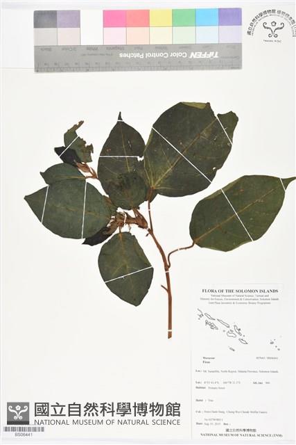 登錄號:BS06441藏品圖，第1張