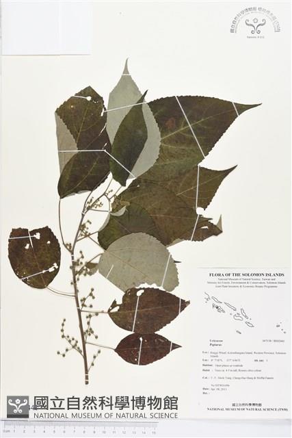 登錄號:BS02441藏品圖，第1張