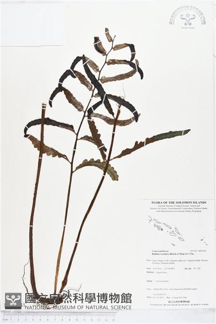 登錄號:BP01441藏品圖，第1張