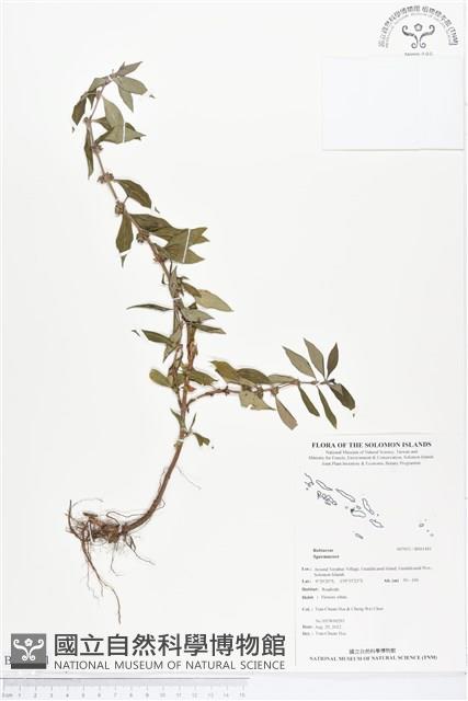 登錄號:BS01441藏品圖，第1張