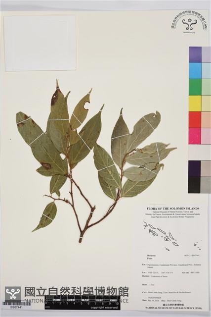 登錄號:BS07441藏品圖，第1張