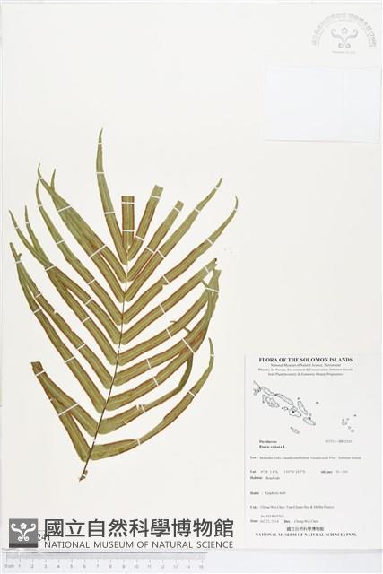 鱗蓋鳳尾蕨藏品圖，第1張