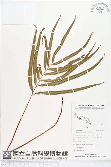 竹葉蕨藏品圖，第1張