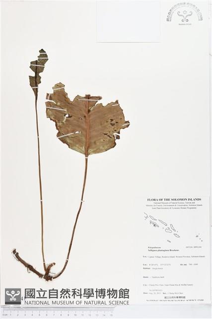 登錄號:BP01241藏品圖，第1張