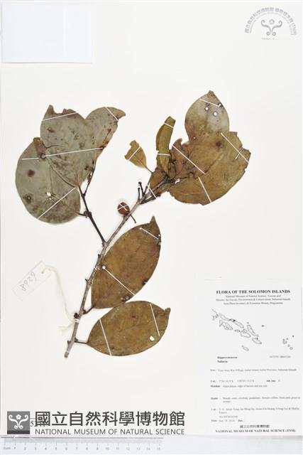 登錄號:BS05241藏品圖，第1張