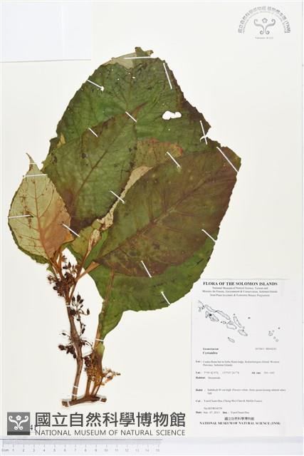 登錄號:BS04241藏品圖，第1張