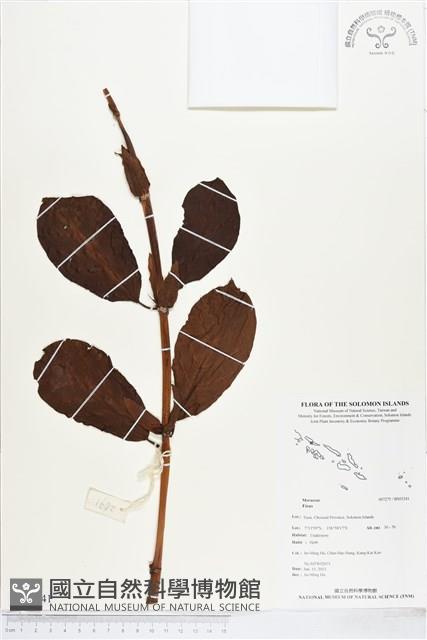 登錄號:BS03241藏品圖，第1張