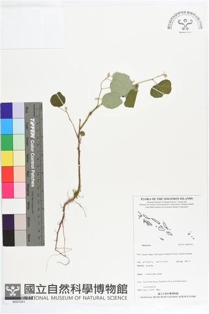 登錄號:BS07241藏品圖，第1張