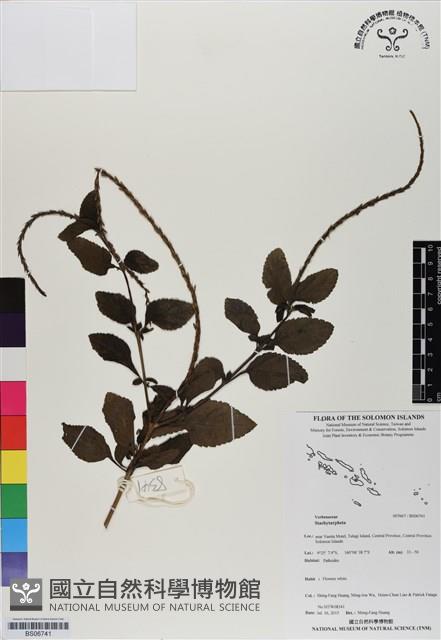 登錄號:BS06741藏品圖，第1張