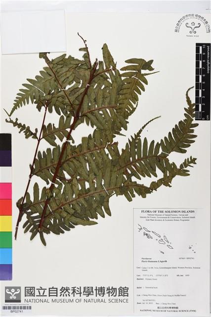 登錄號:BP02741藏品圖，第1張