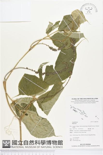 登錄號:BS02741藏品圖，第1張