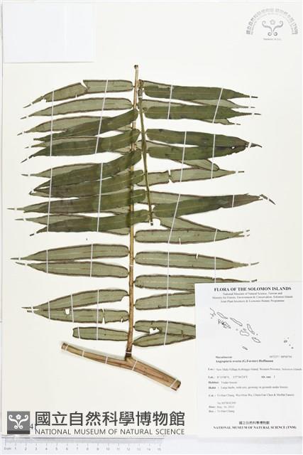 蘭嶼觀音座蓮藏品圖，第1張