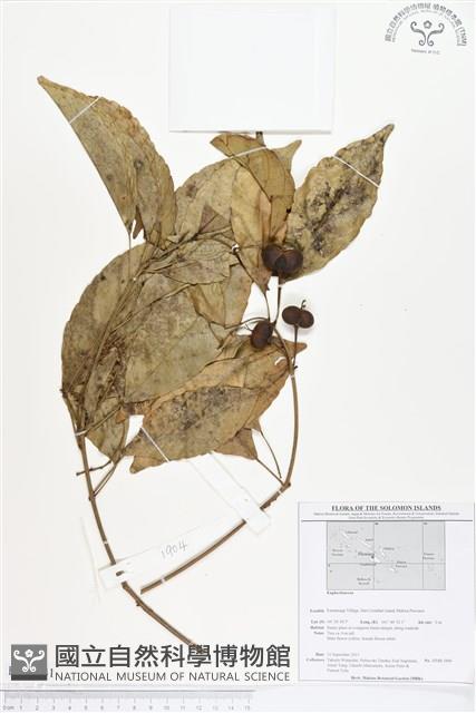 登錄號:BS01741藏品圖，第1張