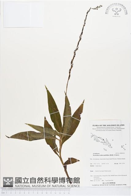 登錄號:BS04741藏品圖，第1張