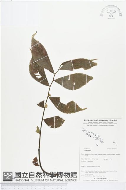 登錄號:BS03741藏品圖，第1張