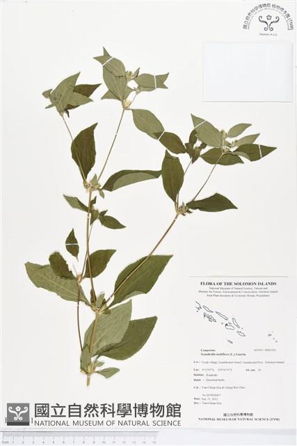 金腰箭藏品圖，第1張