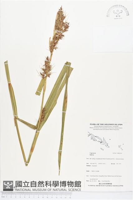 登錄號:BS04541藏品圖，第1張