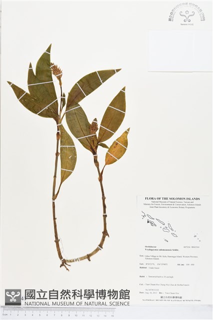 登錄號:BS03541藏品圖，第1張