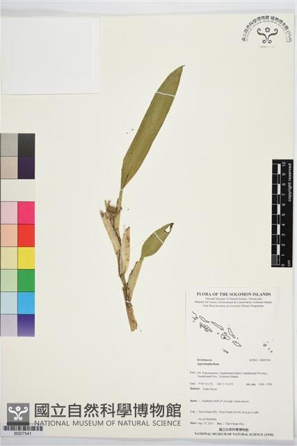 登錄號:BS07541藏品圖，第1張